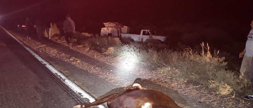 Tres camionetas chocaron contra dos vacas en la Ruta 40