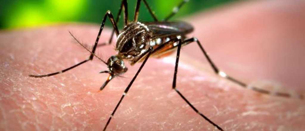 Zika, un virus con graves consecuencias para los no nacidos