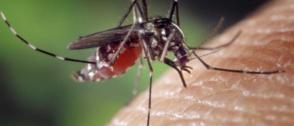 Apareci&oacute; el primer caso de Zika en Mendoza
