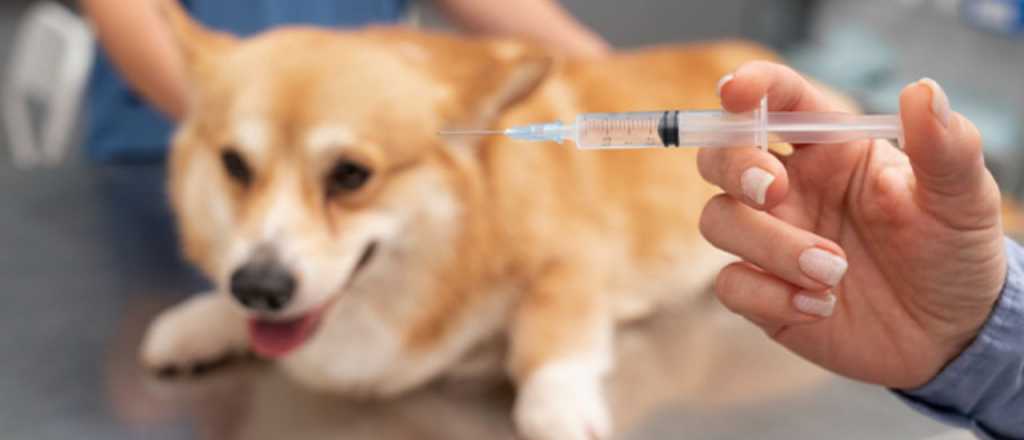 Alerta por rabia en Mendoza: medidas para proteger a tus mascotas