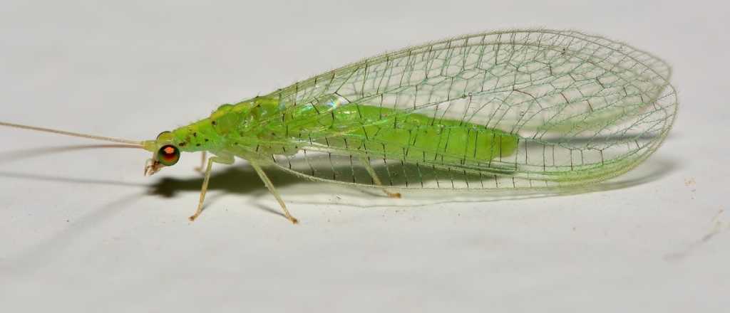 Qué son las crisopas, los insectos que liberó Mendoza en las plazas