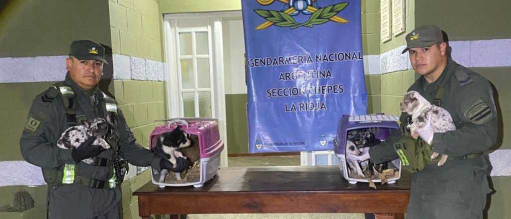 Ven&iacute;a a Mendoza con ocho cachorros en malas condiciones y fue detenido