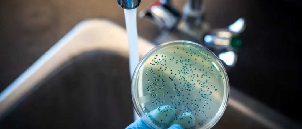 Brote de fiebre tifoidea: qué pasa en Mendoza