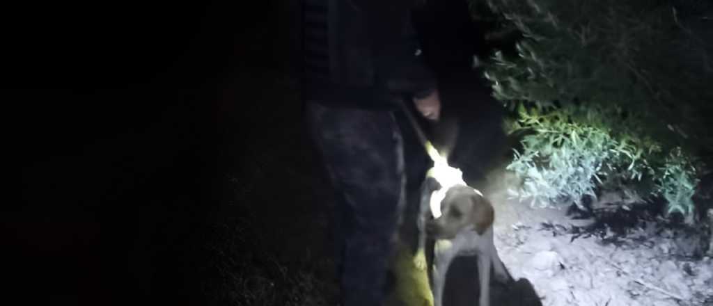 Fito, el perro que recuper&oacute; aceitunas robadas en Rivadavia