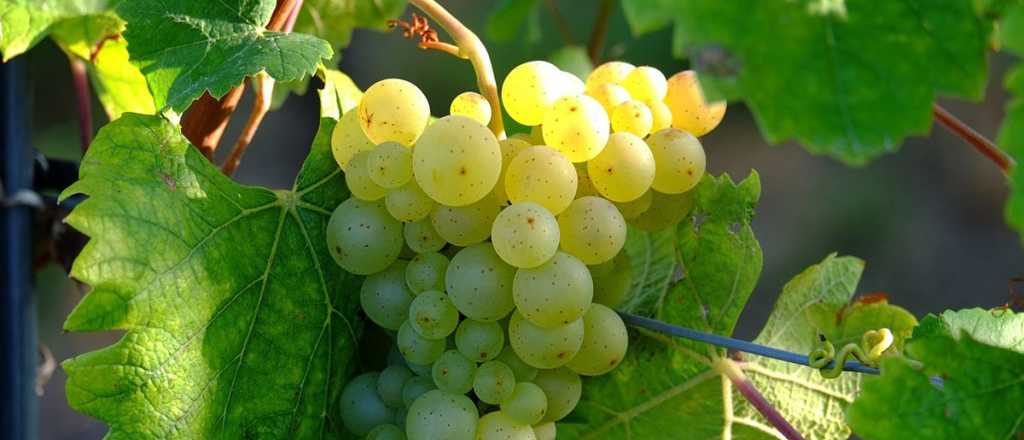 Día del Sauvignon Blanc: Mendoza produce casi el 80% de este varietal