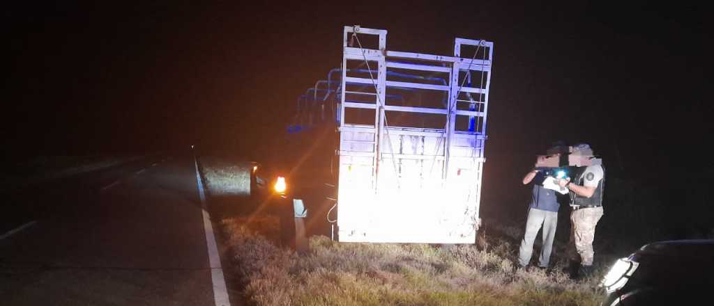 Quiso ingresar 20 vacas de manera ilegal a Mendoza y fue descubierto