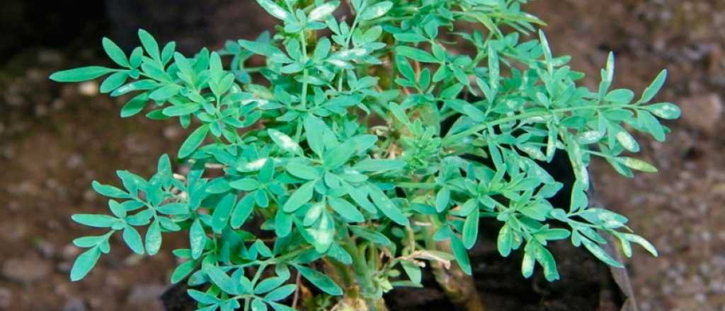 Por qué no debés dejar secar en tu jardín una planta de ruda