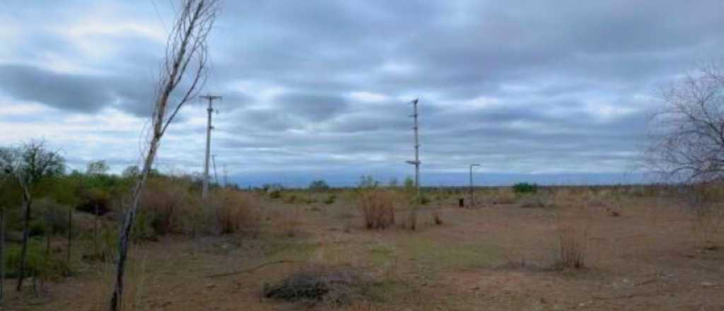 Rematan un campo de olivos abandonado en el este de Mendoza