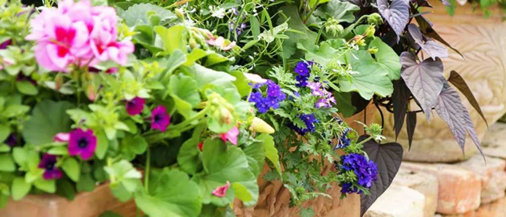 Las plantas que resisten al sol y son ideales para tenerlas en macetas