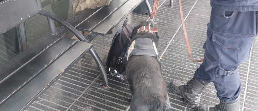 Un perro de la Policía hizo "temblar al narcotráfico" en Godoy Cruz