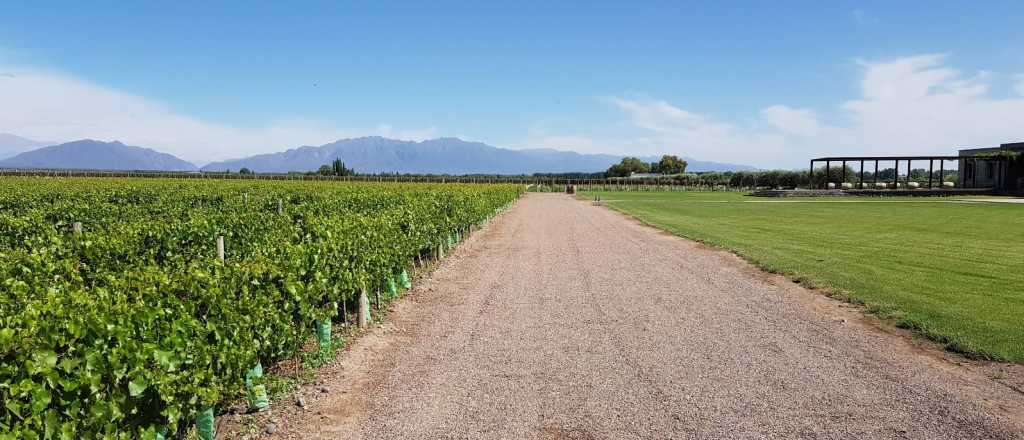 "Alto Agrelo": la nueva indicación geográfica de vinos que solicitaron al INV