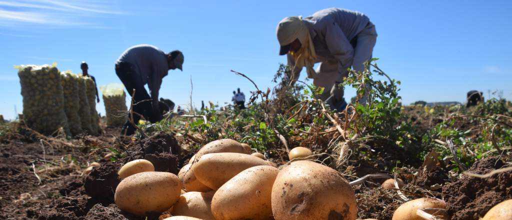 Cuánto ganarán los cosechadores de papa en Mendoza