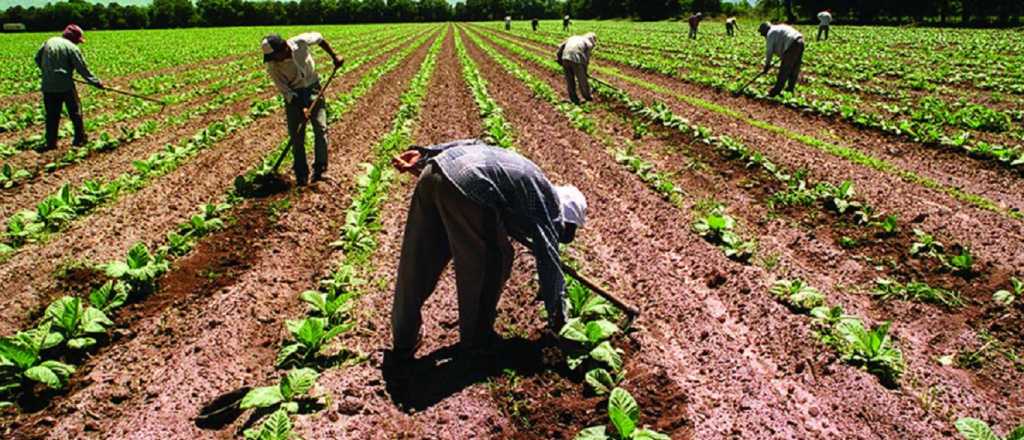 Esto cobrarán los trabajadores del ajo en Mendoza