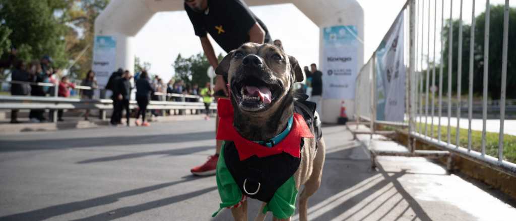 Maratón Animal 2025: qué calles estarán cortadas y cuándo en Ciudad