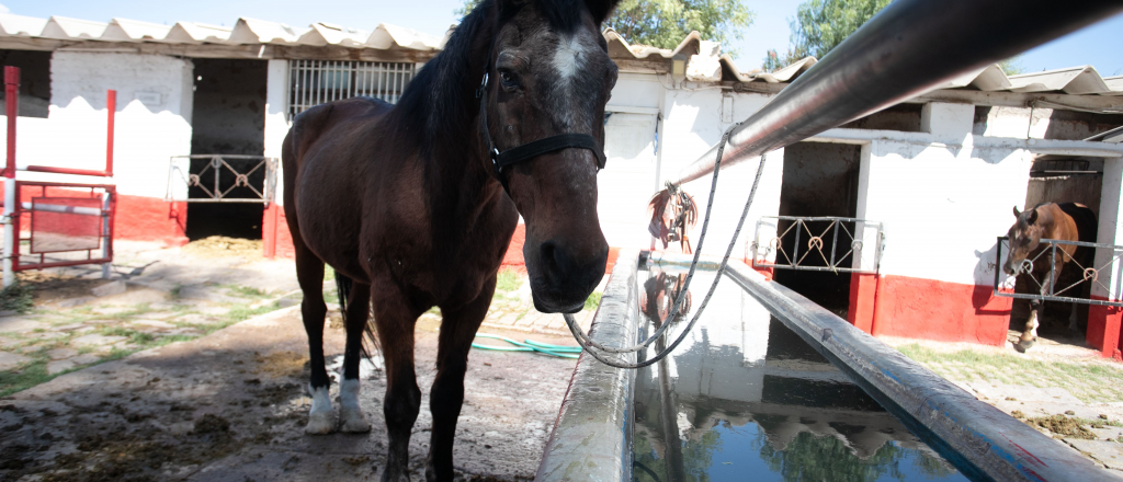 Rectificaron un error y jubilaron al caballo "Volador" de la Polic&iacute;a