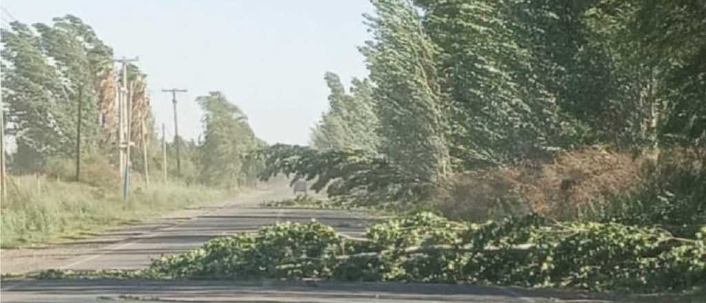 Un joven está en terapia tras chocar contra un árbol en San Martín