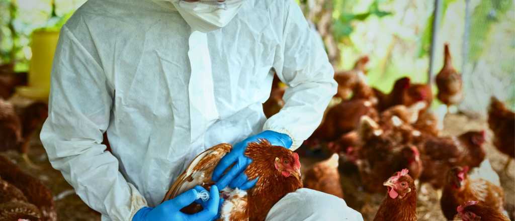 Brasil instala barreras sanitarias por brote de gripe aviar