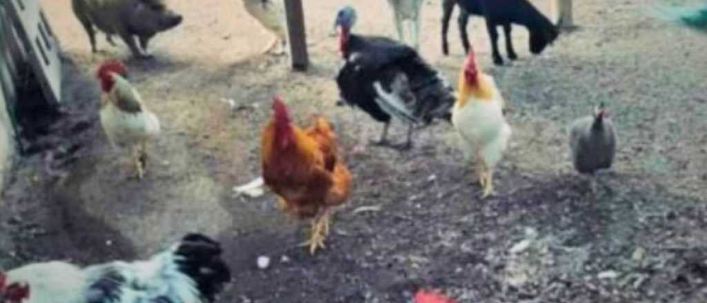 Una jauría arrasó con una granja educativa en San Rafael