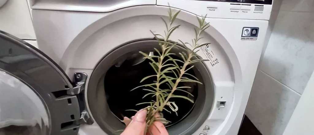 Por qu&eacute; hay que colocar una rama de romero en el lavarropas