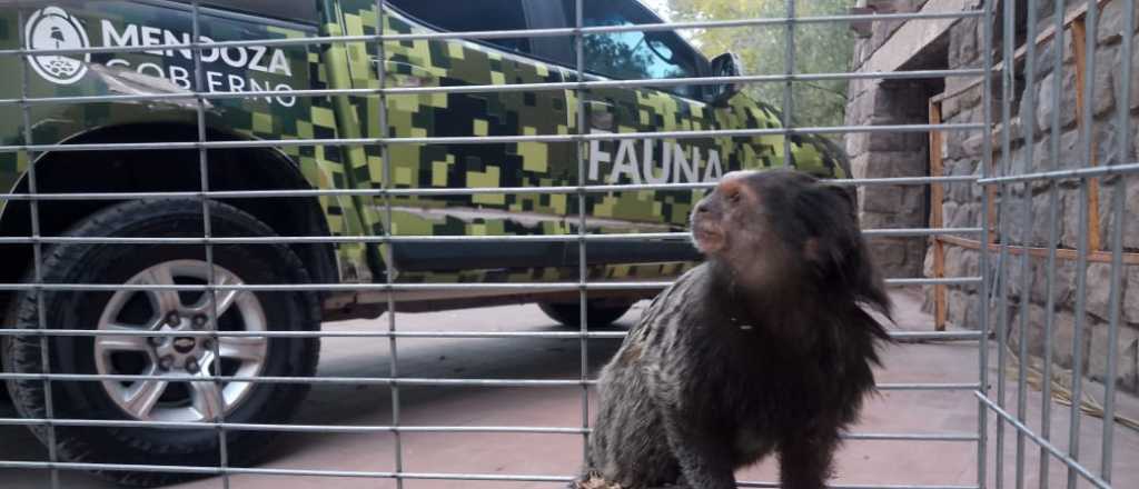 Un mono tití suelto en los árboles de Chacras de Coria