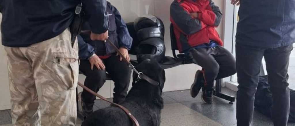 Un perro de la Polic&iacute;a detect&oacute; coca&iacute;na que llevaba una mujer en San Rafael