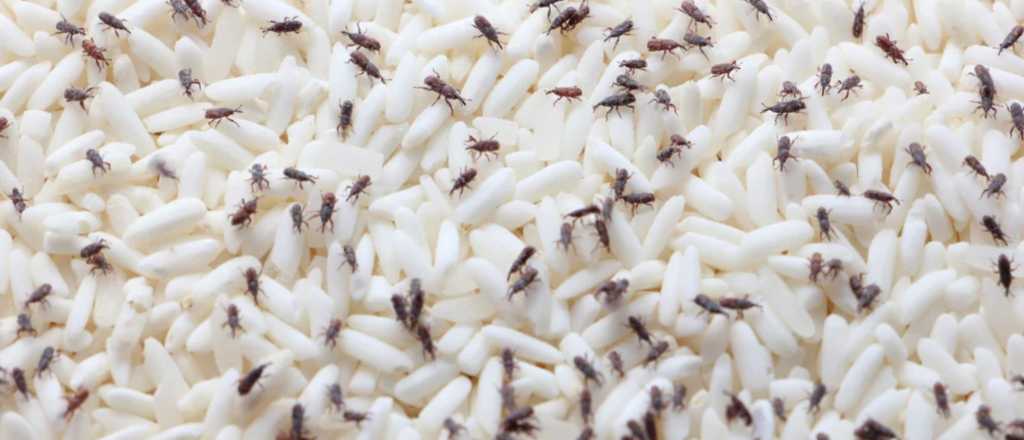 El truco que desinfectará tu alacena libre de gorgojos en simples pasos