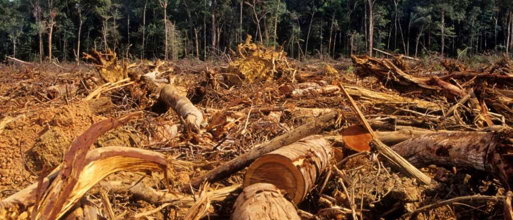 El mundo pierde selvas tropicales a un ritmo alarmante: Brasil y Bolivia, entre los m&aacute;s afectados