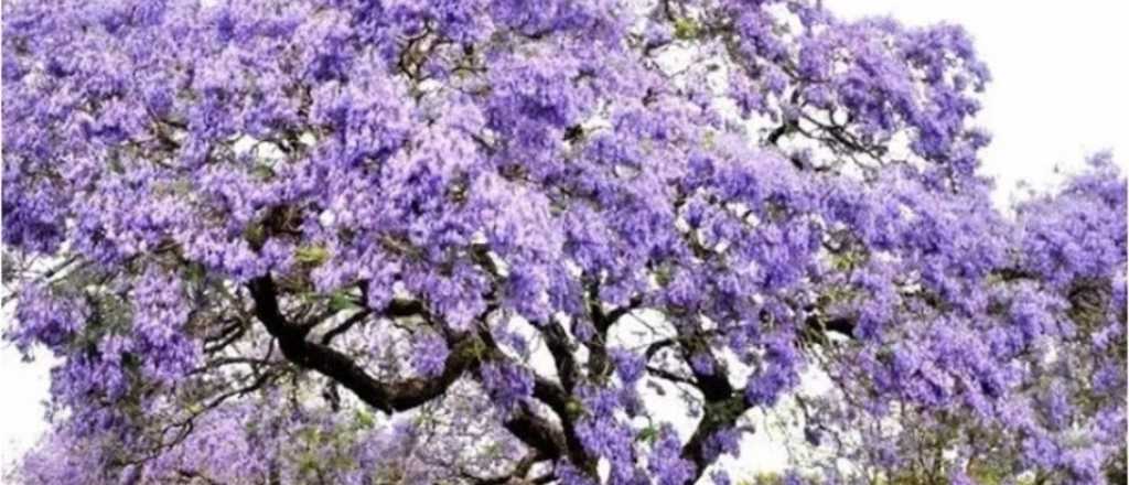 Le dicen "oro verde" y es ideal para plantar en el jard&iacute;n de tu casa