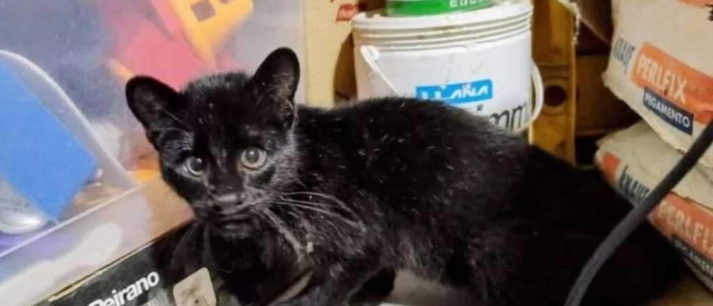 Rescató un gatito y era un gato montés: ¿qué hacer si me pasa en Mendoza?