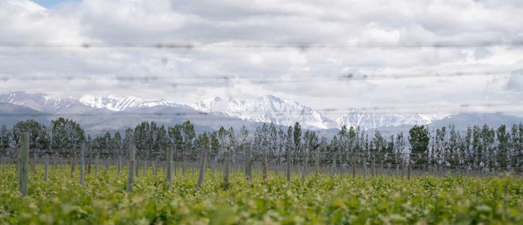 Otro vino de Mendoza con 100 puntos &iquest;Cu&aacute;l es y cu&aacute;nto cuesta?