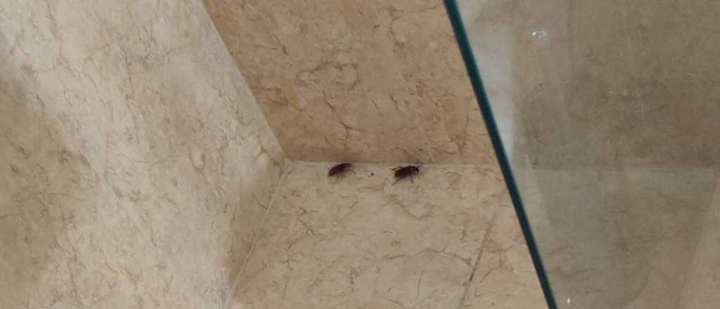 C&oacute;mo eliminar las cucarachas de tu casa con un truco casero infalible