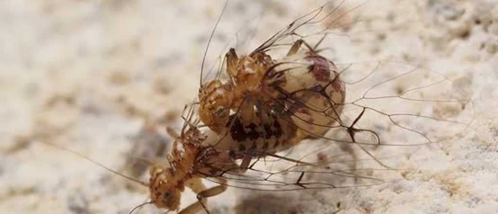 El insecto con pene femenino y vagina masculina que desafía la biología sexual