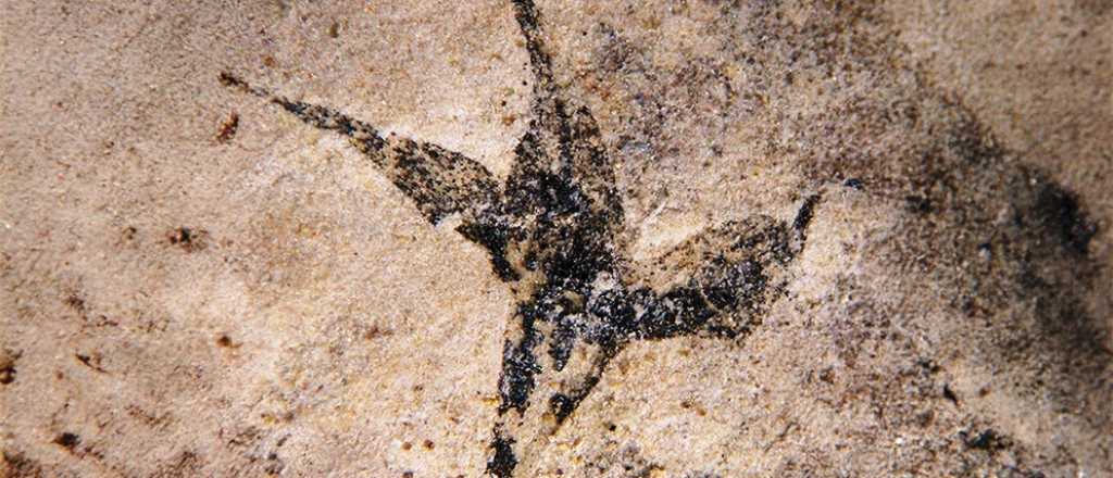 Encontraron la flor más antigua de la historia de Argentina
