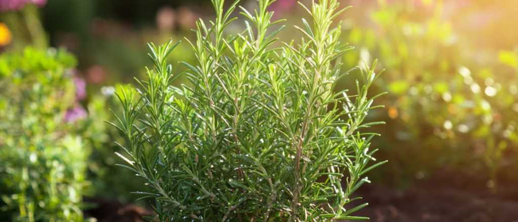 Por qué es recomendable tener una planta de romero en el hogar
