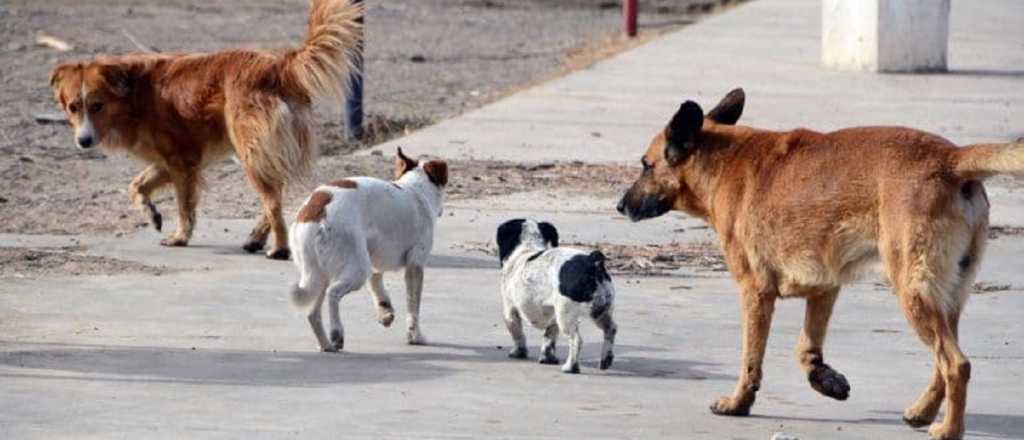 Por qué Ciudad relevó los perros callejeros del barrio La Favorita