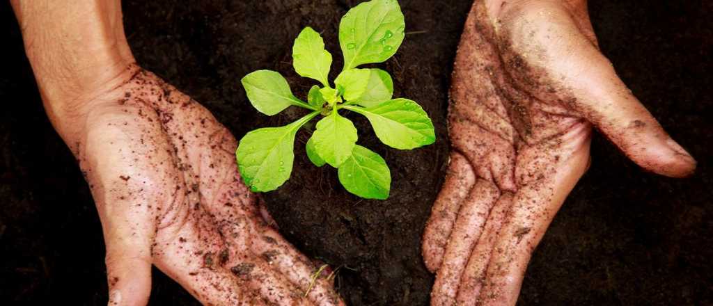 Cómo hacer crecer tus plantas en semanas