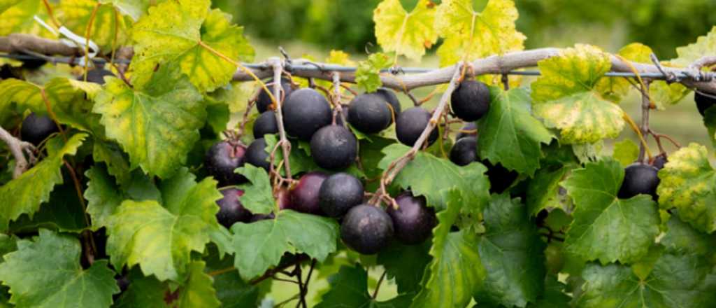 Autorizan nuevas variedades de uva para la elaborar de vinos de calidad