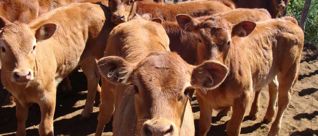 Robaron de un campo de General Alvear más de 160 cabezas de ganado vacuno