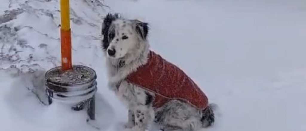 Video: el perrito que contempl&oacute; el paisaje blanco en Las Cuevas