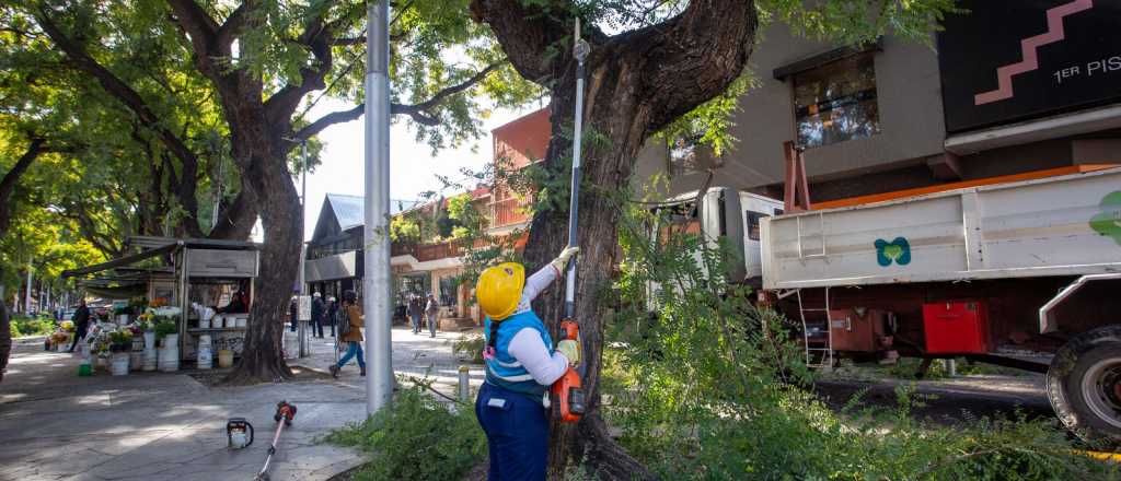 En Ciudad, la poda 2025 ya superó los 1.250 ejemplares intervenidos