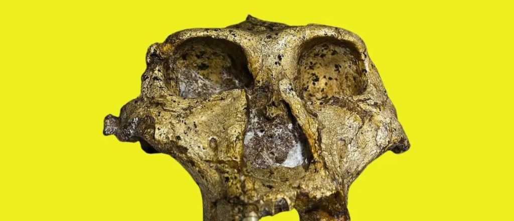 Este hallazgo en dientes fósiles podría reescribir la historia de la humanidad