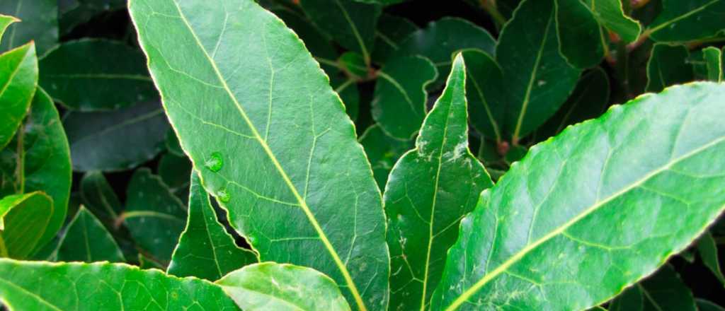 ¿Dónde hay que colocar hojas de laurel en casa para atraer la buena suerte?