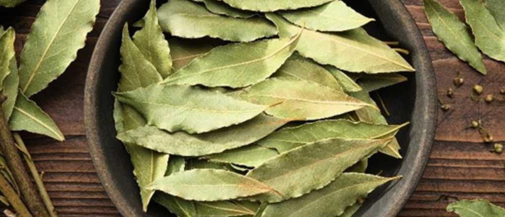 Por qu&eacute; recomiendan llevar una hoja de laurel en la billetera