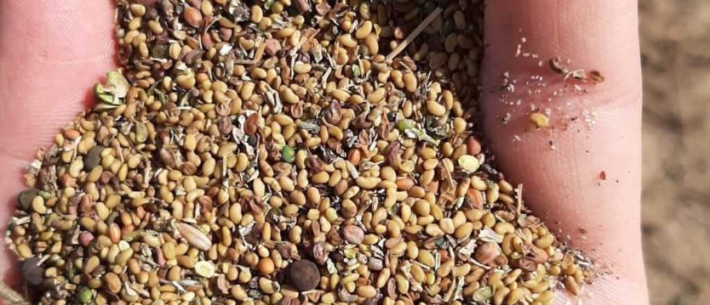 La semilla mágica que puede generar millones