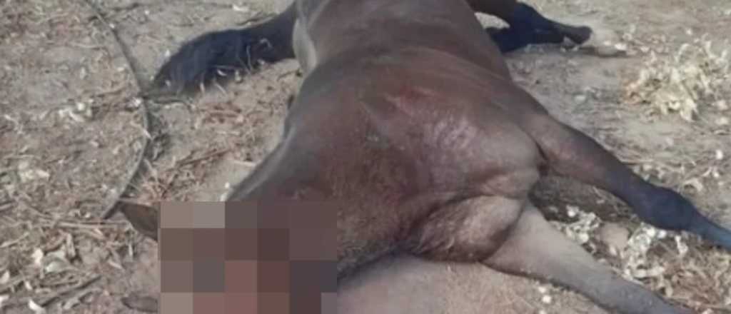 Video: un caballo mendocino muri&oacute; durante una carrera en San Juan