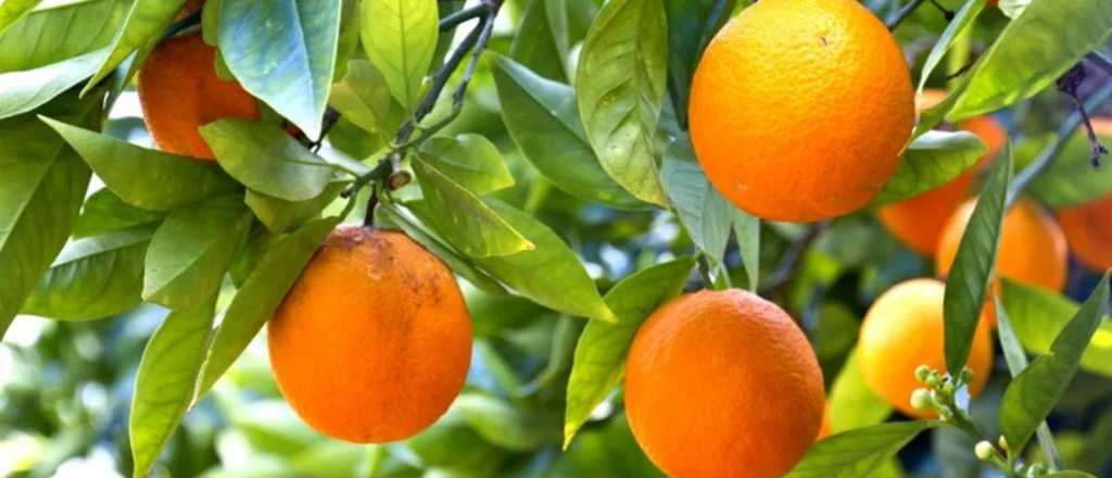 Que cítricos hay que cosechar en invierno para evitar plagas en Mendoza