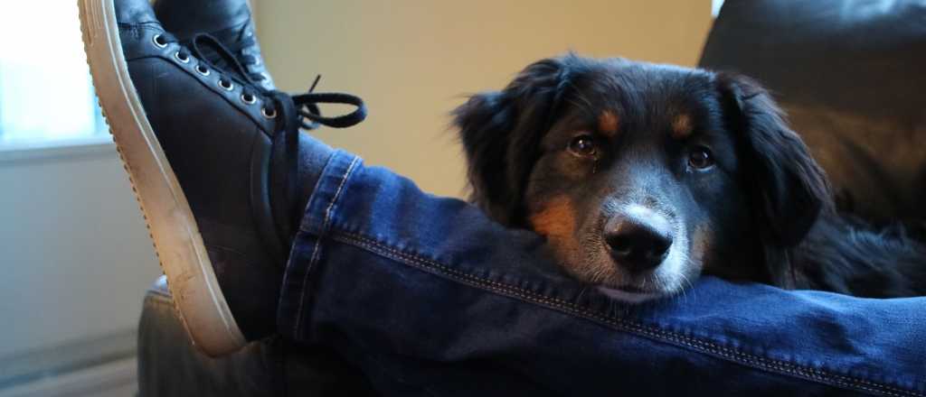 Cómo saber si tu perro es feliz: 5 gestos que lo demuestran