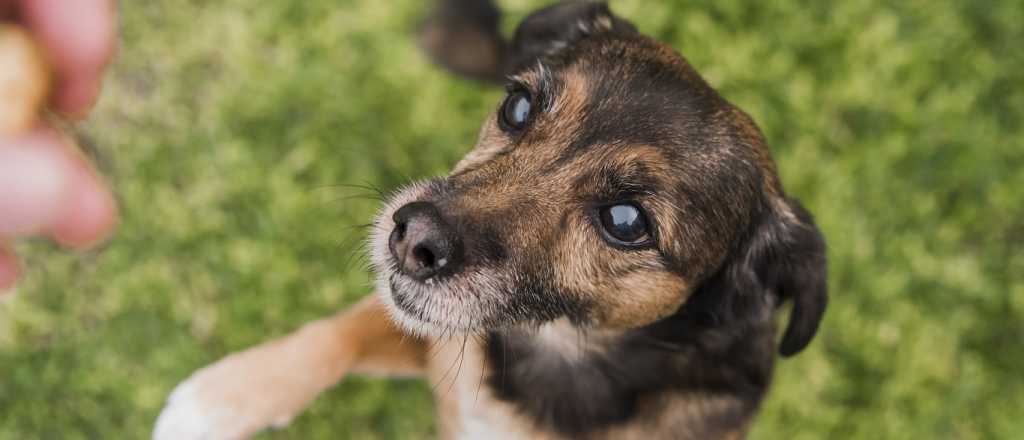 Har&aacute;n una plaza para recreaci&oacute;n de perros en Las Heras