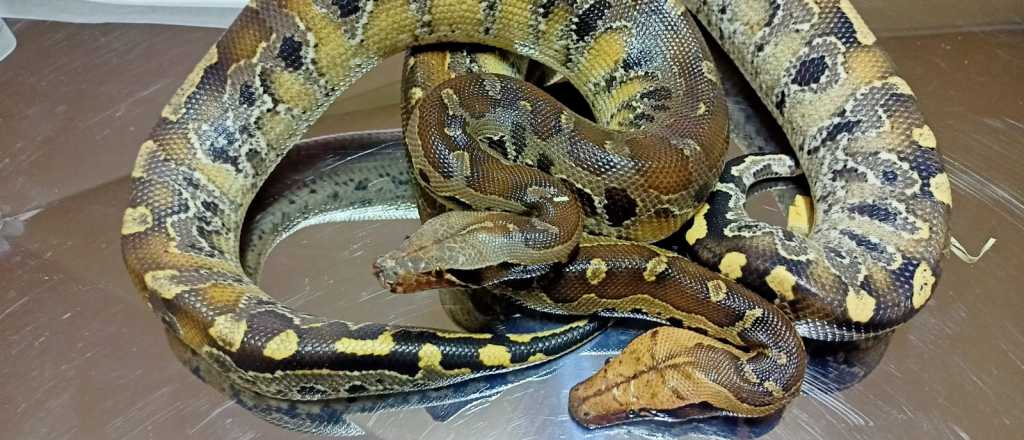 Gendarmería detuvo a dos personas ingresando a dos pitones desde Chile