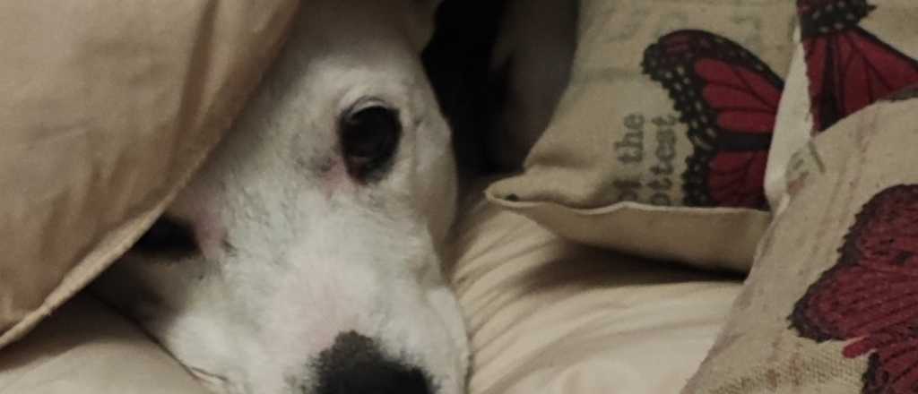 ¿Es conveniente dormir con tu mascota?